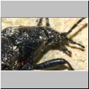 Carabus  purpurascens - Laufkaefer 01c 30mm.jpg